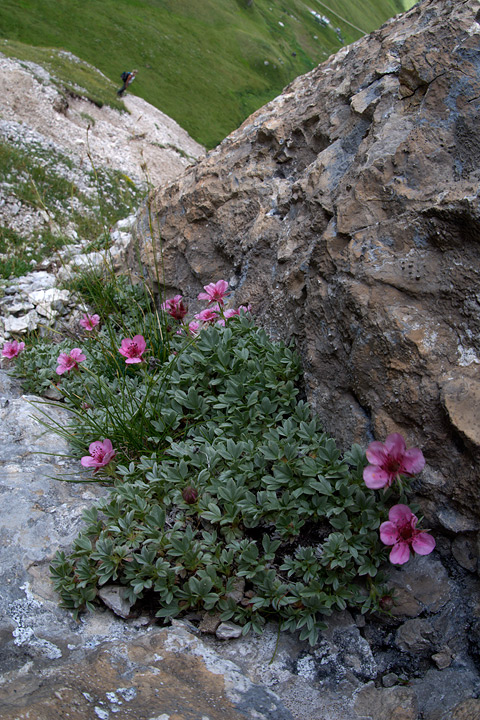 Potentilla nitida / Potentilla delle Dolomiti, P. rosea